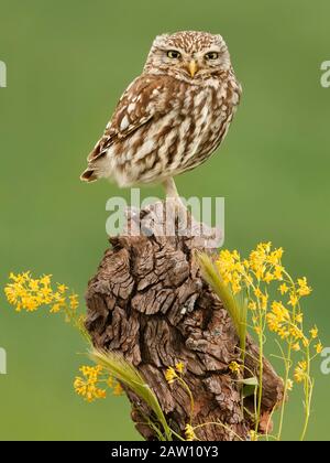 Little Owl (Athene Noctua), Espagne Banque D'Images