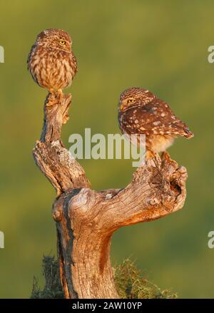 Little Owl (Athene Noctua), Espagne Banque D'Images