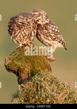 Little Owl (Athene Noctua), Espagne Banque D'Images