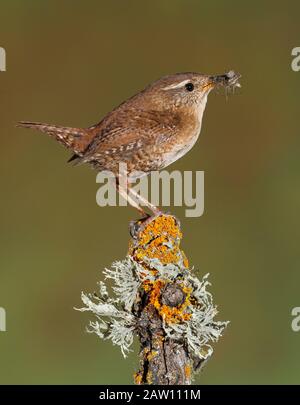 Wren eurasien (Troglodytes troglodytes) avec proie, Espagne Banque D'Images