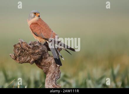 Moindre kestrel (Falco naumanni), Espagne Banque D'Images