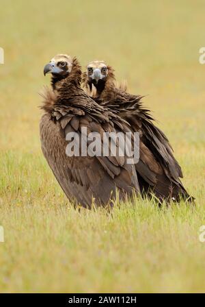 Couple de Cinerous Vautour (Aegypius monachus), Espagne Banque D'Images