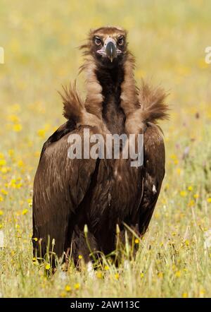 Cinerous Vautour (Aegypius Monachus), Espagne Banque D'Images