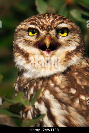 Little Owl (Athene Noctua), Espagne Banque D'Images