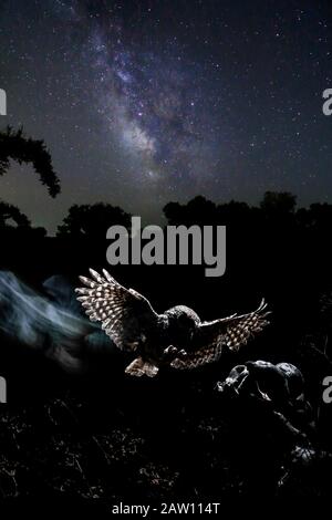 Little Owl (Athene noctua) voler la nuit, Espagne Banque D'Images