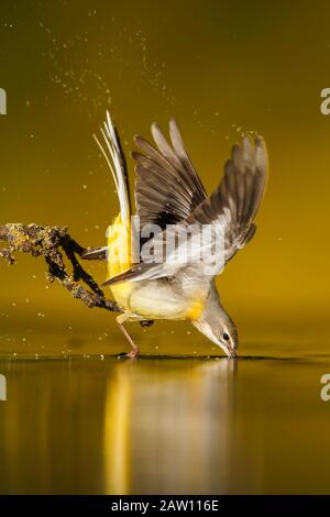 Eau potable adulte grise Wagtail (Motacilla cinerea), Espagne Banque D'Images