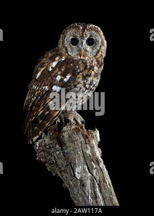 Tawny Owl (Strix Aluco), Espagne Banque D'Images