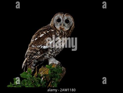 Tawny Owl (Strix Aluco), Espagne Banque D'Images