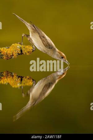 Blackcap eurasien (Sylvia atricapilla), Salamanque, Castilla y León, Espagne Banque D'Images