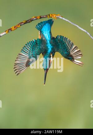 Commun Kingfisher (Alcedo atthis) plongée, Salamanque, Espagne Banque D'Images