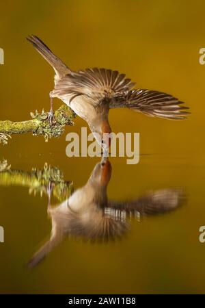 Blackcap eurasien (Sylvia atricapilla), Salamanque, Castilla y León, Espagne Banque D'Images