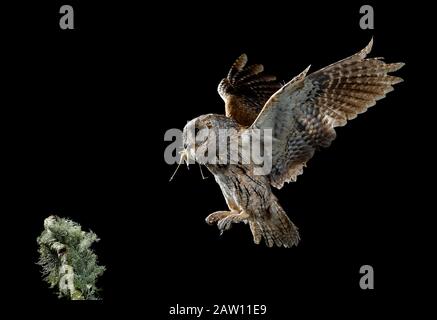 Chouette Des Scopes Eurasiens (Otus Scops). Adulte volant la nuit avec des proies. Salamanque, Castilla Y León, Espagne Banque D'Images