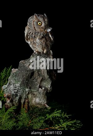 Chouette Des Scopes Eurasiens (Otus Scops). Adulte la nuit perché avec proie. Salamanque, Castilla Y León, Espagne Banque D'Images