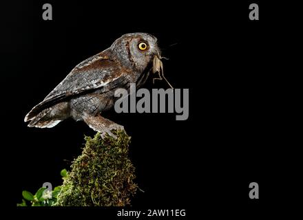 Chouette Des Scopes Eurasiens (Otus Scops). Adulte la nuit perché avec proie. Salamanque, Castilla Y León, Espagne Banque D'Images