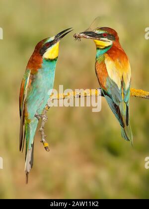 Couple de l'européen Bee-eater (Merops apiaster), Salamanque, Castilla y Leon, Espagne Banque D'Images