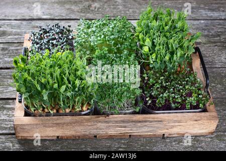 Microgreens mélangés dans des plateaux sur fond en bois. Banque D'Images