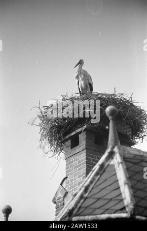 Couple de cigots retrouvé à Oudewater, femme au nid Date: 21 avril 1960 lieu: Oudewater mots clés: Stork Savings Banque D'Images