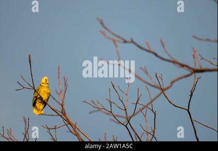 Stuttgart, Allemagne. 06 février 2020. Un perroquet se trouve sur un arbre près du zoo de Wilhelma. Crédit: Sebastian Gollnow/Dpa/Alay Live News Banque D'Images