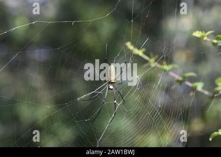 Giant Wood Spider (Nephila pilipes) sur son web. Une très grande araignée femelle jaune et noir en couleur. Periyar Tiger Reserve, Inde Du Sud Banque D'Images