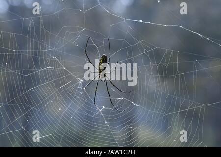 Giant Wood Spider (Nephila pilipes) sur son web. Une très grande araignée femelle jaune et noir en couleur. Periyar Tiger Reserve, Inde Du Sud Banque D'Images