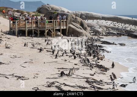 Les touristes regardent les pingouins africains de la plate-forme d'observation à Boulders Beach, Table Mountain National Park, Simonstown, Cape Town, Afrique du Sud. Banque D'Images