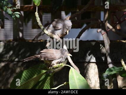 Deux bablers de la jungle indienne trempés dans la bruine de pluie lors d'une journée ensoleillée de bronzage sur la branche si un arbre dans la pelouse de l'arrière-cour. Les bablers de la jungle également connus sous le nom de seve Banque D'Images