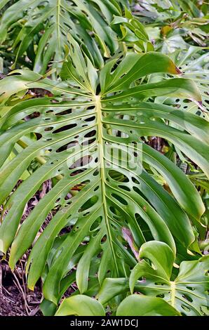 Une vue rapprochée d'une immense feuille tropicale verte. Philodendron à feuilles partagées Banque D'Images