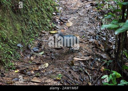 Tinamou gris dans la forêt nuageuse qui couvre les pentes orientales des Andes près de Zamora en Équateur. Banque D'Images