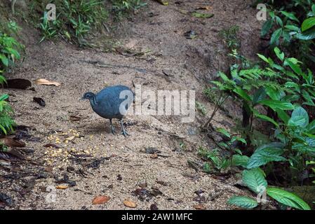 Tinamou gris dans la forêt nuageuse qui couvre les pentes orientales des Andes près de Zamora en Équateur. Banque D'Images