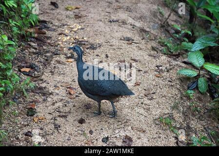 Tinamou gris dans la forêt nuageuse qui couvre les pentes orientales des Andes près de Zamora en Équateur. Banque D'Images