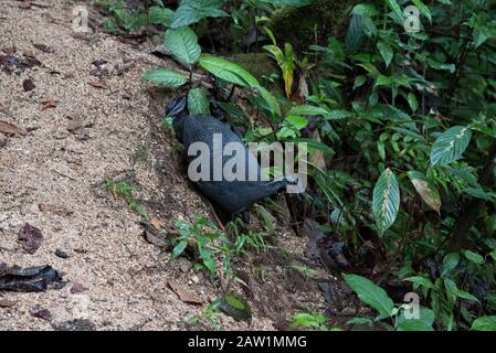 Tinamou gris dans la forêt nuageuse qui couvre les pentes orientales des Andes près de Zamora en Équateur. Banque D'Images