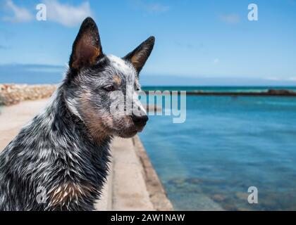 Chien australien de bétail ou chiot Blue Heeler plein air en bord de mer en sursaut à travers l'eau Banque D'Images