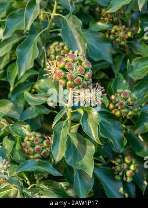 Feuilles et fruits Ivy. Banque D'Images