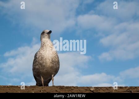 Mouette assise sur le bord d'un toit. Lumière du matin avec soleil. Ciel bleu avec nuages blancs en arrière-plan. Essaouira, Maroc. Banque D'Images