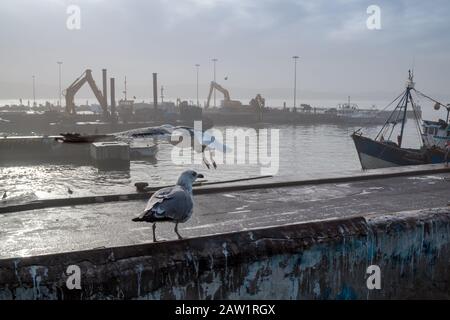 Seagull assis sur une clôture en pierre dans le port avec des bateaux se garer dans le port en arrière-plan. Essaouira, Maroc. Banque D'Images