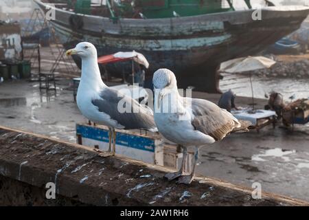 Des mouettes assises sur une clôture en pierre dans le port avec un vieux parking en bateau en arrière-plan. Essaouira, Maroc. Banque D'Images