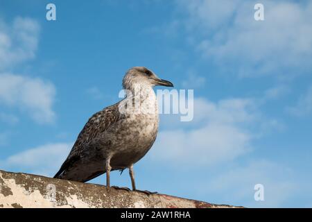 Mouette assise sur le bord d'un toit. Lumière du matin avec soleil. Ciel bleu avec nuages blancs en arrière-plan. Essaouira, Maroc. Banque D'Images