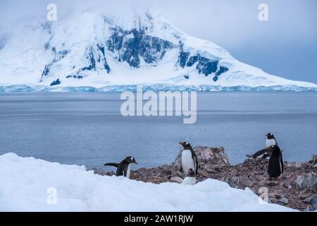 Colonies de consanguinité des pingouins (rookeries) bondées sur des affleurements rocheux entourés de paysages glaciaires époustouflants, Graham Land, péninsule Antarctique Banque D'Images