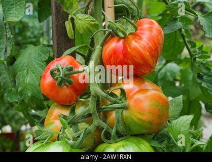 Gros plan d'une large armature de tomates farniches à rayures, mûrissement sur la vigne en été dans la serre domestique, Angleterre Royaume-Uni. Banque D'Images