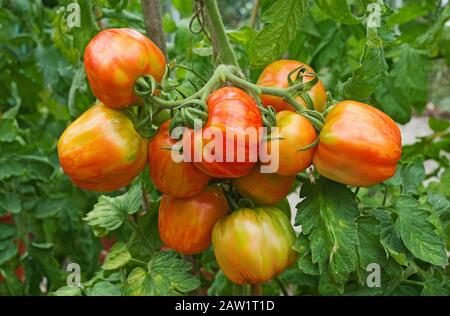 Gros plan d'une large armature de tomates farniches à rayures, mûrissement sur la vigne en été dans la serre domestique, Angleterre Royaume-Uni. Banque D'Images