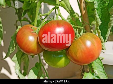 Gros plan de truss de tomates russes noires à l'ancienne mûrissant en dehors de l'été soleil, Angleterre Royaume-Uni Banque D'Images