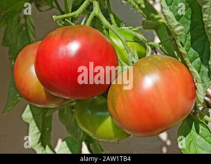 Gros plan de truss de tomates russes noires à l'ancienne mûrissant en dehors de l'été soleil, Angleterre Royaume-Uni Banque D'Images