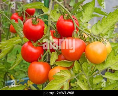 Gros plan des Tomates Mountain Magic mûrissant sur la vigne en été soleil dans le jardin domestique anglais, septembre Royaume-Uni Banque D'Images