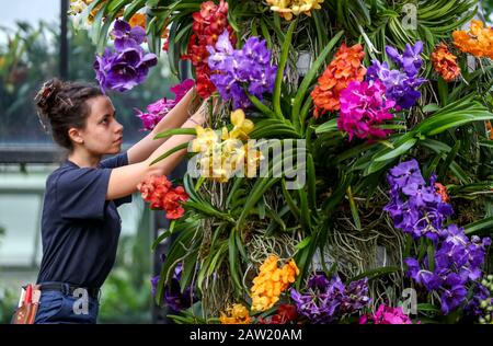 Alice McKeever met la touche finale à quelques-uns des 5000 orchidées colorées et des centaines d'autres plantes tropicales du festival des orchidées sur le thème de l'Indonésie, à l'intérieur du Conservatoire Prince of Wales des Jardins botaniques royaux de Kew, à l'ouest de Londres. Banque D'Images