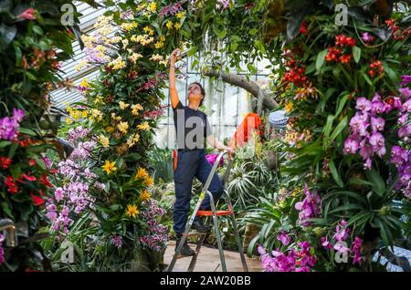 Alice McKeever met la touche finale à quelques-uns des 5000 orchidées colorées et des centaines d'autres plantes tropicales du festival des orchidées sur le thème de l'Indonésie, à l'intérieur du Conservatoire Prince of Wales des Jardins botaniques royaux de Kew, à l'ouest de Londres. Banque D'Images