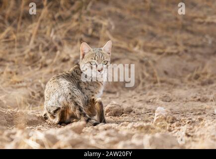 Desert Cat, Felis Margarita, Jaisalmer, Rajasthan, Inde Banque D'Images