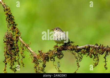 Moucherolle Brun Asiatique, Muscicapa Latirostris, Ganeshgudi, Karnataka, Inde Banque D'Images