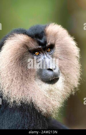 Lion Tail Macaque, Macaca silenus, en voie de disparition avec diminution de la population, Ghats occidentaux, Inde Banque D'Images