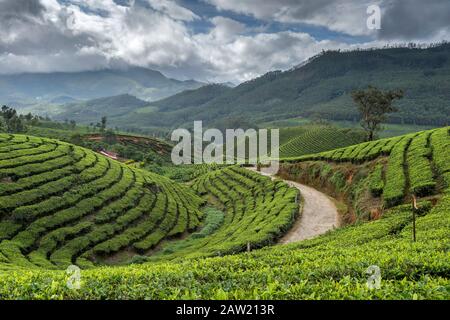 Plantations De Thé Tata, Munnar, Kerala, Inde Banque D'Images