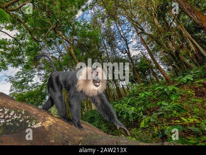 Lion Tail Macaque, Macaca silenus, en voie de disparition avec diminution de la population, Ghats occidentaux, Inde Banque D'Images